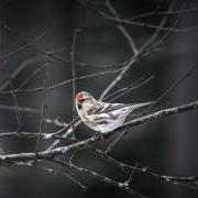 Redpoll