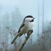 chickadee